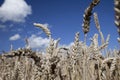 Germany, Bavaria, Corn field, close-up Royalty Free Stock Photo