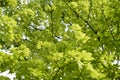 Germany, Bavaria, Ebenhausen, Norway maple (Acer platanoides) leaves, close-up