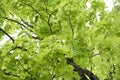 Germany, Bavaria, Ebenhausen, Norway maple (Acer platanoides) leaves, close-up