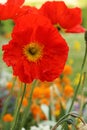 Germany, Bavaria, Franconia, WÃÂ¼rzburg. Residence Garden. Giant red poppy flowers growing in garden next to each other. Vibrant Royalty Free Stock Photo