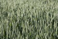 Germany, Bavaria, Irschenhausen, Wheat field, (Triticum sativum)