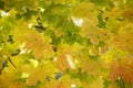 Germany, Bavaria, Norway Maple (Acer platanoides L.), close up