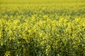 Germany, Bavaria, field (Brassica napus) Royalty Free Stock Photo