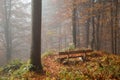Germany, Berchtesgadener Land, bench in autumn forest, foggy Royalty Free Stock Photo