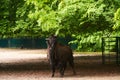 15.03.2019. Germany, Berlin. Zoologischer Garten. The adult buffalo walks through the teritorry and eats.