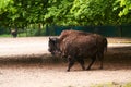 15.03.2019. Germany, Berlin. Zoologischer Garten. The adult buffalo walks through the teritorry and eats.