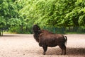 15.03.2019. Germany, Berlin. Zoologischer Garten. The adult buffalo walks through the teritorry and eats.