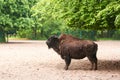 15.03.2019. Germany, Berlin. Zoologischer Garten. The adult buffalo walks through the teritorry and eats.