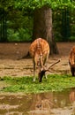 15.03.2019. Germany, Berlin. Zoologischer Garten. Adults and small deer walk through the teritorry and eat.