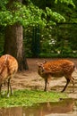 15.03.2019. Germany, Berlin. Zoologischer Garten. Adults and small deer walk through the teritorry and eat.