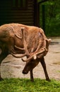 15.03.2019. Germany, Berlin. Zoologischer Garten. Adults and small deer walk through the teritorry and eat.