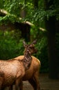 15.03.2019. Germany, Berlin. Zoologischer Garten. Adults and small deer walk through the teritorry and eat.