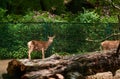 15.03.2019. Germany, Berlin. Zoologischer Garten. Adults and small deer walk through the teritorry and eat.