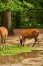 15.03.2019. Germany, Berlin. Zoologischer Garten. Adults and small deer walk through the teritorry and eat.