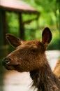 15.03.2019. Germany, Berlin. Zoologischer Garten. Adults and small deer walk through the teritorry and eat.