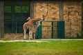 15.03.2019. Germany, Berlin. Zoologischer Garten. The giraffe family walks through the teritory on the meadow.