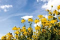 Germany, Bonn, Theme park Rheinaue, Coneflowers Royalty Free Stock Photo