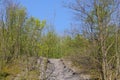 Germany, Bottrop, Beckstreet, Heap, April 23, 2021, 5.44 p.m, View through the birch trees to the top of the stockpilel with the