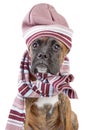 Germany Boxer puppy in warm hat and scarf Royalty Free Stock Photo