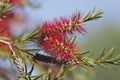 Germany, Callistemon sieberi, close up Royalty Free Stock Photo