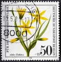 GERMANY - CIRCA 1980: Postage stamp printed in Germany West Berlin , shows a flowering Gagea arvensis, circa 1980