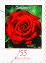 GERMANY - CIRCA 2008 : a postage stamp from Germany, showing a European flower: Garden rose