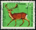 Animal Fallow Deer Dama dama, fauna, circa 1966