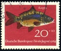 GERMANY - CIRCA 1964: stamp 20+10 German pfennig printed in Germany, shows fish animal Common Carp Cyprinus carpio, fish fauna,