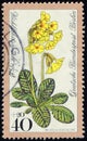 GERMANY - CIRCA 1978: stamp 40+20 German pfennig printed in Germany, shows flowering plant Oxlip (Primula elatior)