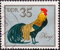 GERMANY, DDR - CIRCA 1979 : a postage stamp from Germany, GDR showing a breed of chicken: Phoenix Japanese ornamental chicken