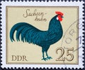 GERMANY, DDR - CIRCA 1979 : a postage stamp from Germany, GDR showing a breed of chicken: Saxony hen
