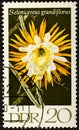 GERMANY, DDR - CIRCA 1970: a postage stamp from Germany, GDR showing a cactus blossom queen of the night, Selenicereus