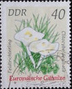 GERMANY, DDR - CIRCA 1974 : a postage stamp from Germany, GDR showing a european poison mushroom field funnel Clitocybe dealbata
