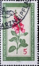 GERMANY, DDR - CIRCA 1960 : a postage stamp from Germany, GDR showing a flowering native medicinal plant a red foxglove, digitali