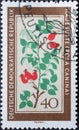 GERMANY, DDR - CIRCA 1960 : a postage stamp from Germany, GDR showing a flowering native medicinal plant the rose hip, Rosa canin