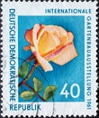GERMANY, DDR - CIRCA 1961 : a postage stamp from Germany, GDR showing a hybrid tea rose Rosa spec. in full bloom with leaves. In