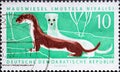 GERMANY, DDR - CIRCA 1962 : a postage stamp from Germany, GDR showing a mouse weasel Mustalis nivalis in white and brown. Protec