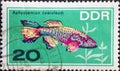 GERMANY, DDR - CIRCA 1966 : a postage stamp from Germany, GDR showing an ornamental fish: blue carpentery, Aphysemion coeruleum