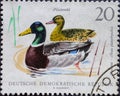 GERMANY, DDR - CIRCA 1968: a postage stamp from Germany, GDR showing small game: Mallards