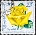 GERMANY, DDR - CIRCA 1972: a postage stamp from Germany, GDR showing a yellow rose K penicker Sommer in small format