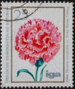 GERMANY, DDR - CIRCA 1975 : a postage stamp from Germany, GDR showingFloriculture. Carnation Dianthus caryophyllus, `Barter Spr