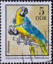 GERMANY, DDR - CIRCA 1975 : a postage stamp from Germany, GDR showing an ararauna Ara ararauna from the Magdeburg Zoo