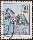 GERMANY, DDR - CIRCA 1975 : a postage stamp from Germany, GDR showing a Boehm`s zebra Equus quagga boehmi from the Cottbus Zoo