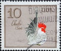 GERMANY, DDR - CIRCA 1979 : a postage stamp from Germany, GDR showing a breed of chicken: Chabo Siro bantam