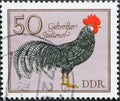 GERMANY, DDR - CIRCA 1979 : a postage stamp from Germany, GDR showing a breed of chicken: striped Italian country chicken