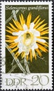 GERMANY, DDR - CIRCA 1970: a postage stamp from Germany, GDR showing a cactus blossom queen of the night, Selenicereus grandifloru