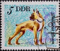 GERMANY, DDR - CIRCA 1976 : a postage stamp from Germany, GDR showing Different breeds of dogs. German boxer