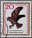 GERMANY, DDR - CIRCA 1965 : a postage stamp from Germany, GDR showing a European bird of prey the buzzard, Buteo buteo