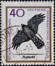 GERMANY, DDR - CIRCA 1965 : a postage stamp from Germany, GDR showing a European bird of prey the goshawk, Accipiter gentilis