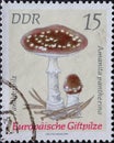 GERMANY, DDR - CIRCA 1974 : a postage stamp from Germany, GDR showing a european poison mushroom panther mushroom Amanita panther